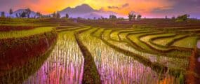 page hero rice fields of asia