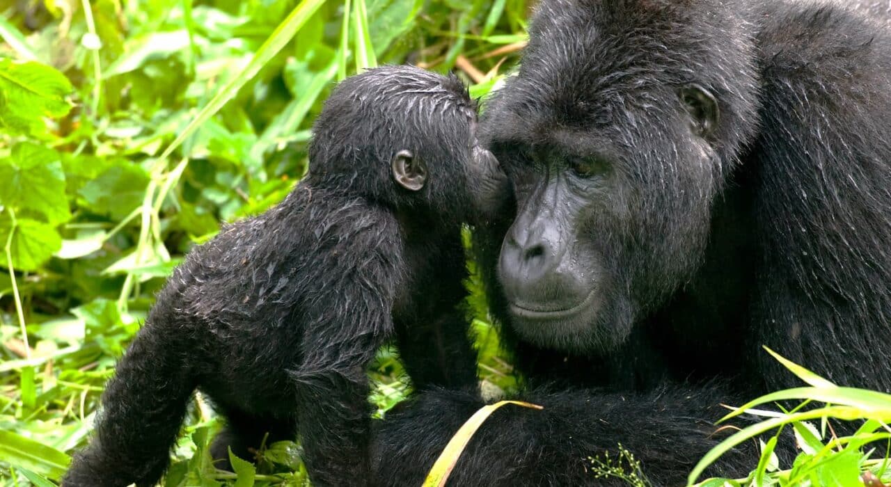 custom page uganda mountain gorillas a